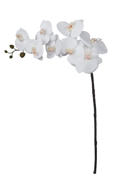 37" Phalaenopsis 8 Flowers  FL1014